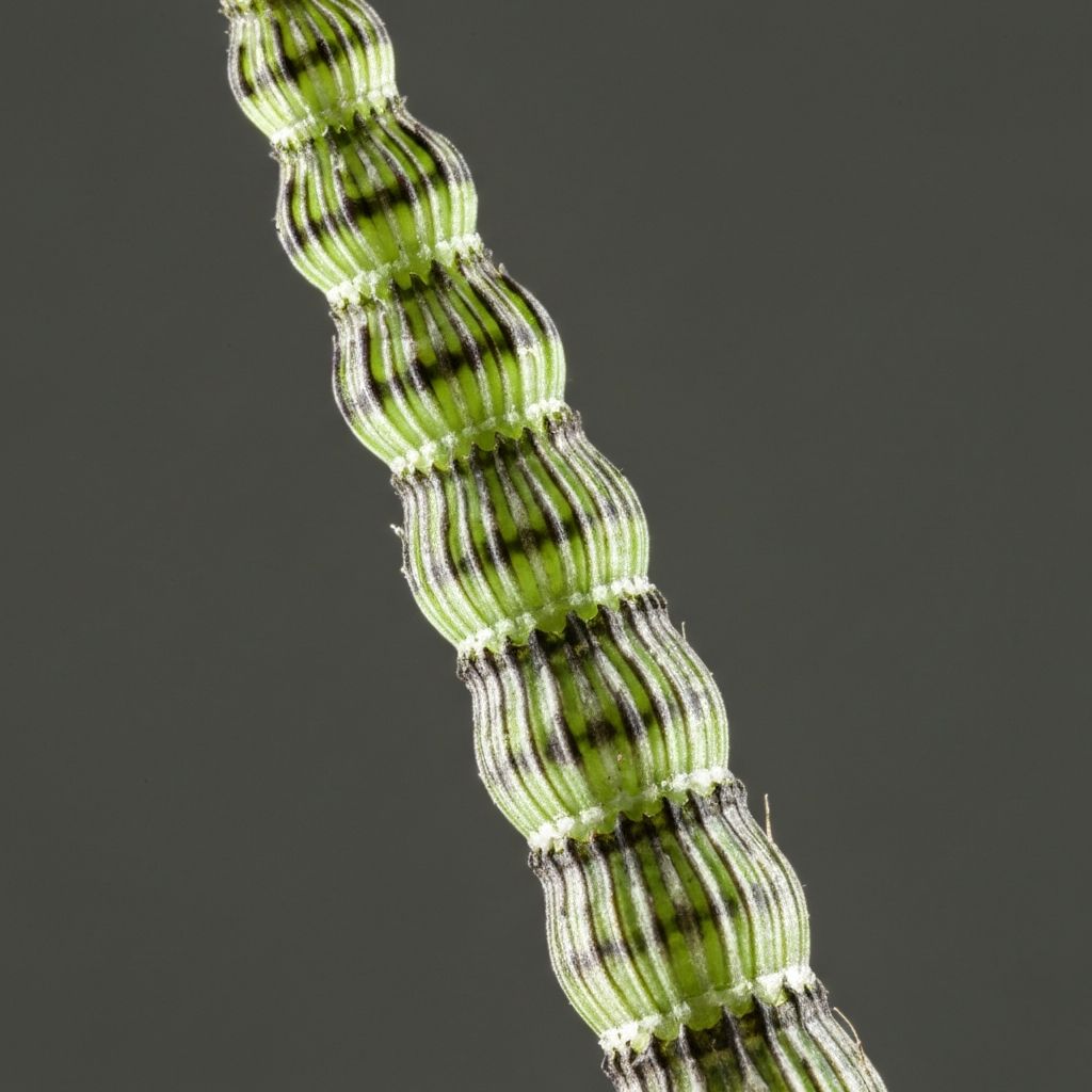 Macro close-up of horsetail plant segmented stem structure